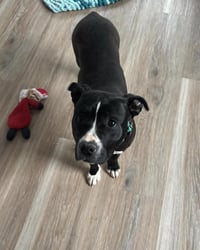 Penny: Not at shelter (Ann) - Photo 13