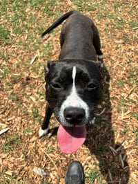 Penny: Not at shelter (Ann) - Photo 16