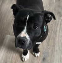Penny: Not at shelter (Ann) - Photo 8