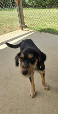 Peanut Butter - At shelter available 8/21 - Photo 2