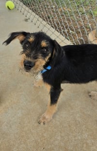 Peanut Butter - At shelter available 8/21 - Photo 1