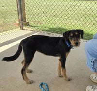 Peanut Butter - At shelter available 8/21 - Photo 3