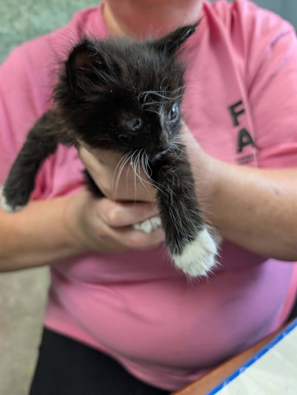 Flossie Flanders - Not at shelter (Kristy) Image