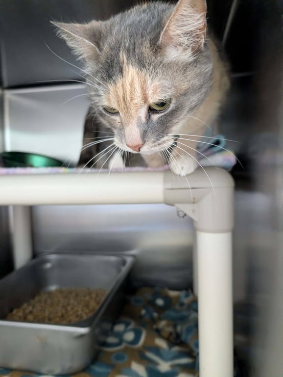 Lady Gray aka Ladybug: Visit At Petsmart Lynchburg Image