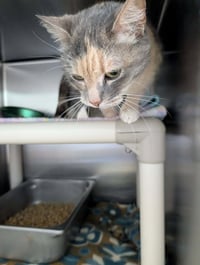 Lady Gray aka Ladybug: Visit At Petsmart Lynchburg - Photo 1