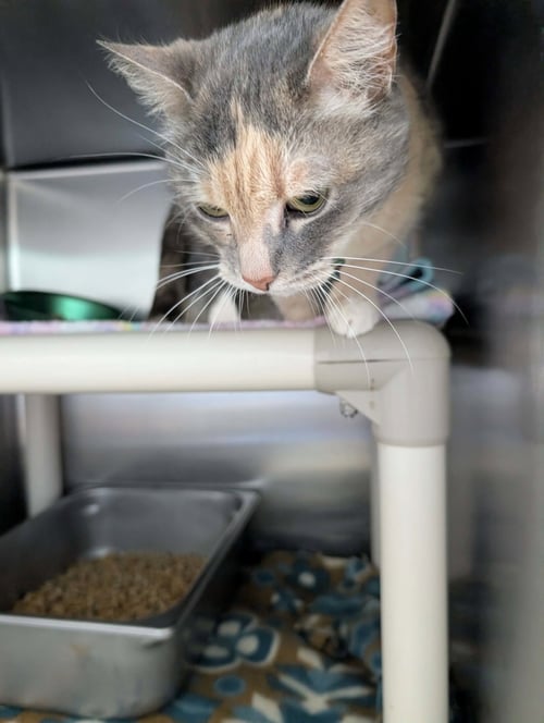 LADY GRAY AKA LADYBUG: VISIT AT PETSMART LYNCHBURG - Domestic Short Hair available for adoption