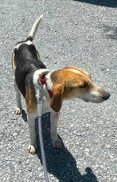 Duckie - At shelter available 6/2 Image