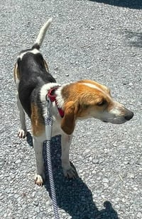 Duckie - At shelter available 6/2 - Photo 1