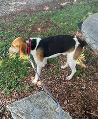 Duckie - At shelter available 6/2 - Photo 2