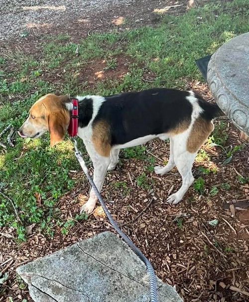 DUCKIE - AT SHELTER AVAILABLE 6/2 - Foxhound available for adoption
