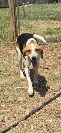 Duckie: Not at shelter (Wendy) - Photo 3
