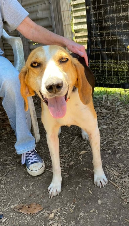 Duckie: Not at shelter (Wendy) Image