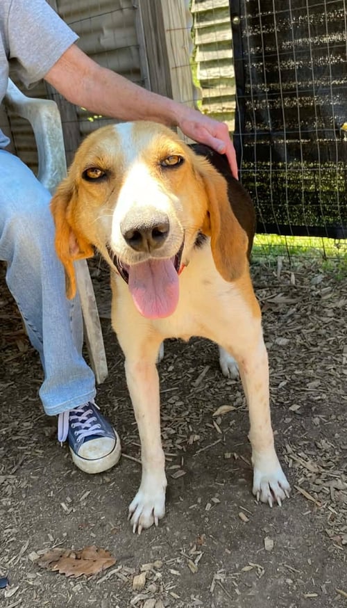 DUCKIE: NOT AT SHELTER (BCC) - Foxhound available for adoption