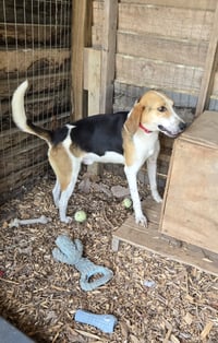 Duckie: Not at shelter (Wendy) - Photo 4
