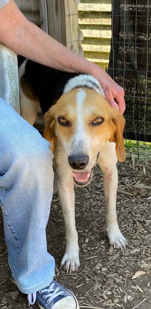DUCKIE: NOT AT SHELTER (BCC) - Foxhound available for adoption
