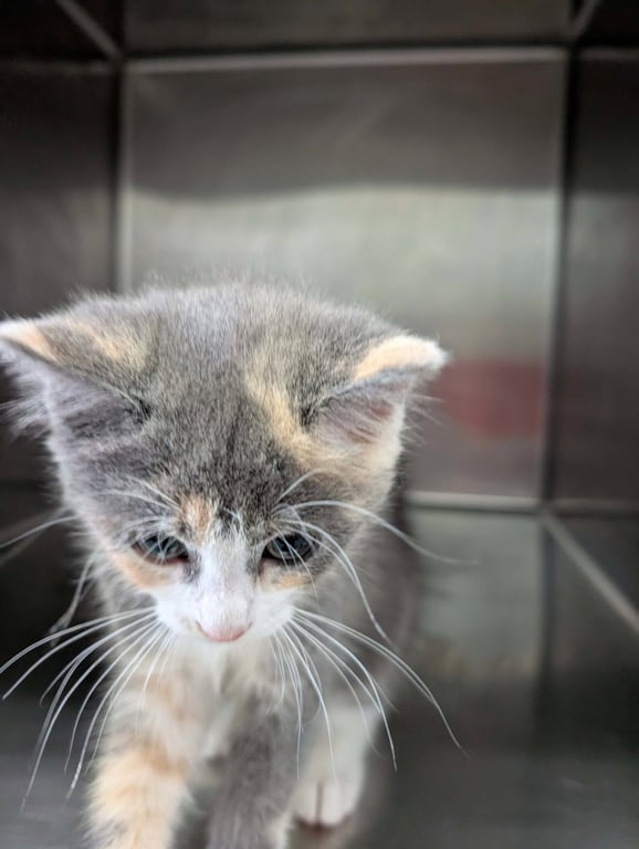 Maryland - At shelter Image