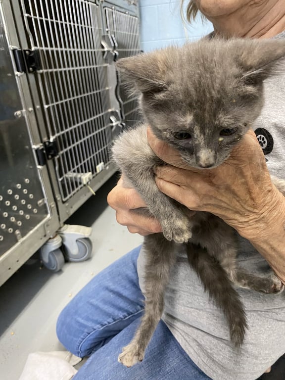 Marshmallow - Not at the Shelter (Faith) Image