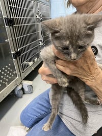 Marshmallow - Not at the Shelter (Faith) - Photo 1