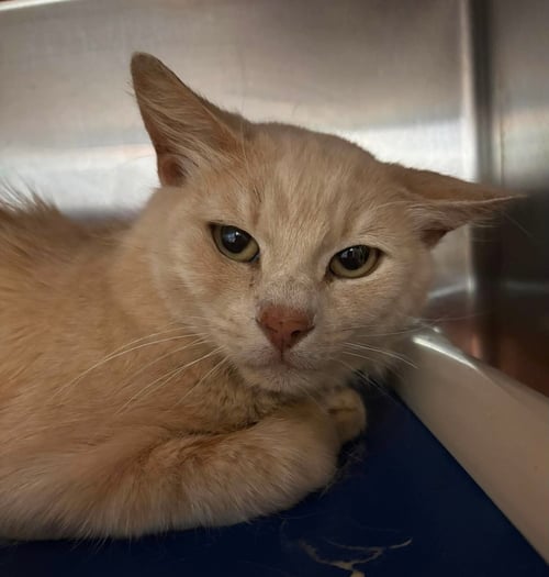 LEMON SHERBET: VISIT AT PETSMART LYNCHBURG - Domestic Short Hair available for adoption