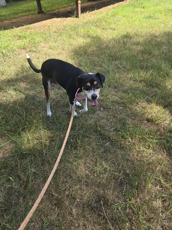 Jed - At shelter available 7/10 Image