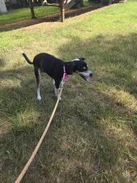 Jed - At shelter available 7/10 - Photo 2