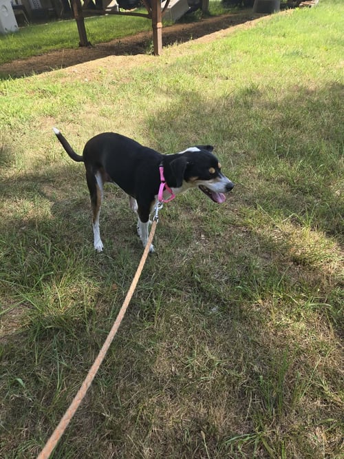 JED - AT SHELTER AVAILABLE 7/10 - Beagle available for adoption