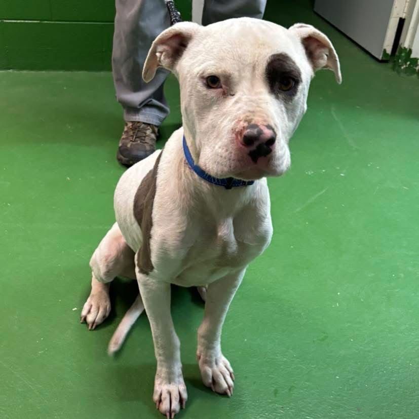 PETEY: NOT AT THE SHELTER (KELSEY) - Pit Bull Terrier available for adoption