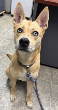 Aspen: At the shelter - Photo 1