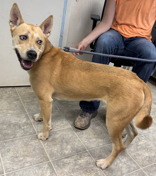 ASPEN: AT THE SHELTER - Husky / Labrador Retriever available for adoption