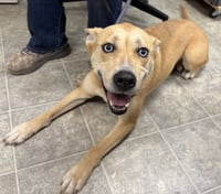 Aspen: At the shelter - Photo 3