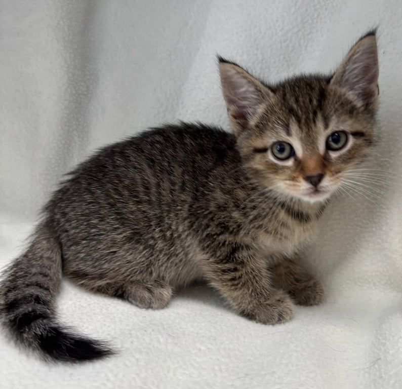 Falcon - Not at the Shelter (Faith) Image