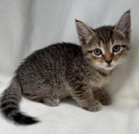 Falcon - Not at the Shelter (Faith) - Photo 1