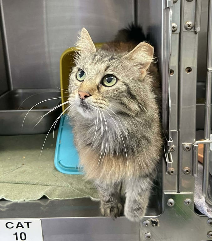 Cattywampus: visit at Lynchburg Petsmart Image