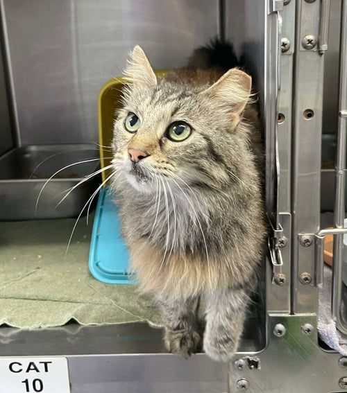 CATTYWAMPUS: VISIT AT LYNCHBURG PETSMART - Domestic Long Hair available for adoption
