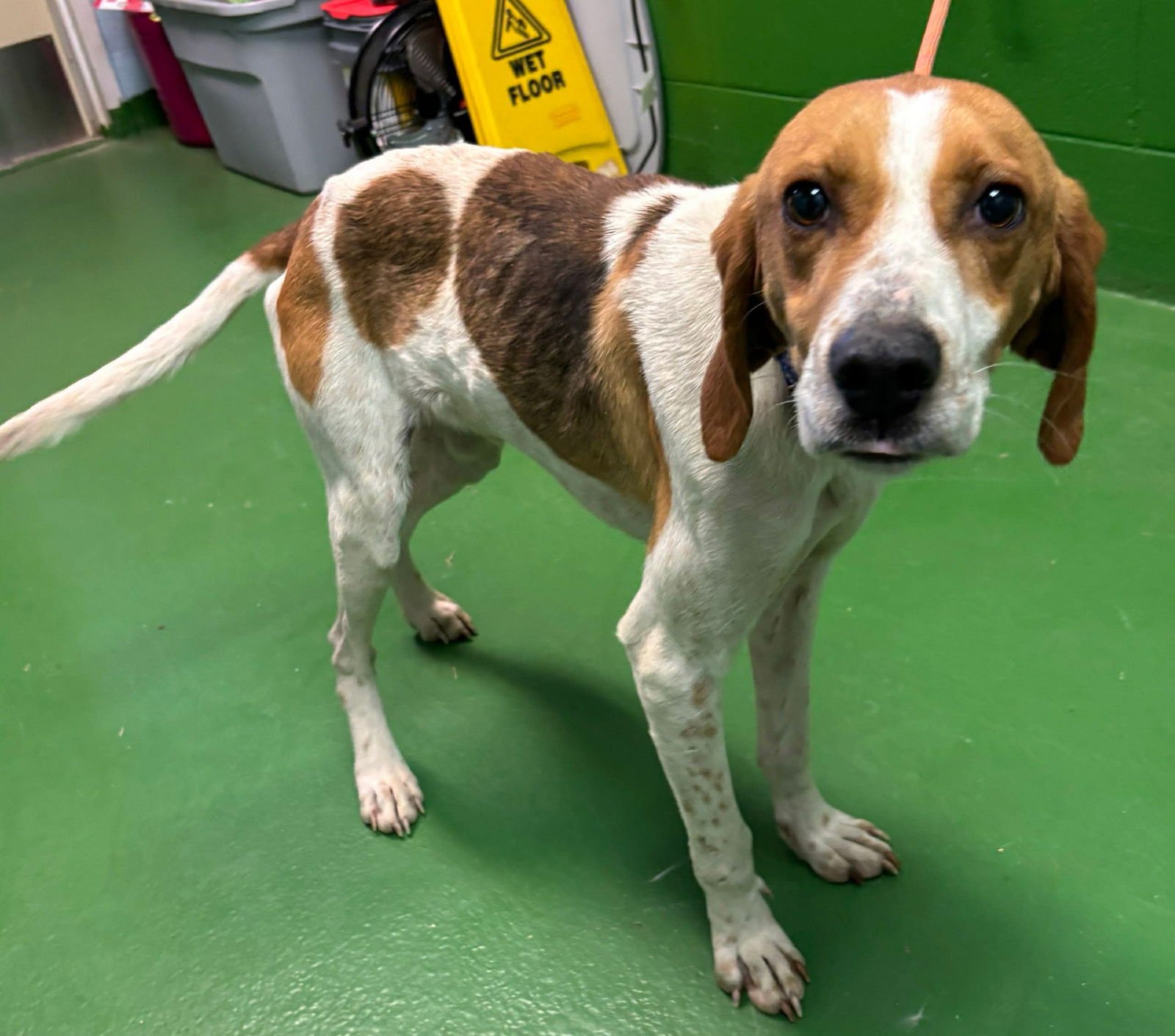 JEFFERSON: NOT AT THE SHELTER (BEVERLY) - Hound for adoption in Lynchburg