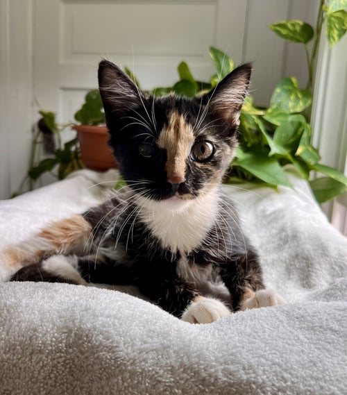 ALICE: NOT AT THE SHELTER (FRAN) - Calico / Domestic Short Hair available for adoption