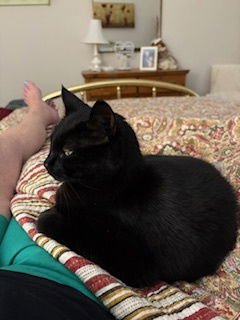 STORM: "MY HOME TO YOURS" - American Shorthair available for adoption