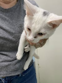 Cocoa - Not at shelter (Kristy) - Photo 1