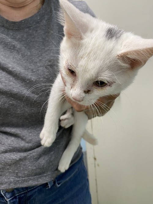 COCOA - NOT AT SHELTER (KRISTY) - Domestic Short Hair available for adoption
