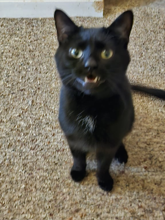 Sammy:  Not at shelter (Donna) Image