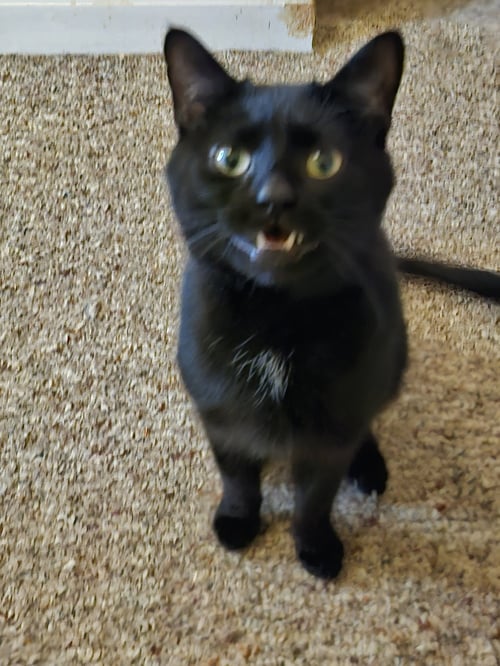 SAMMY:  NOT AT SHELTER (DONNA) - Domestic Short Hair available for adoption