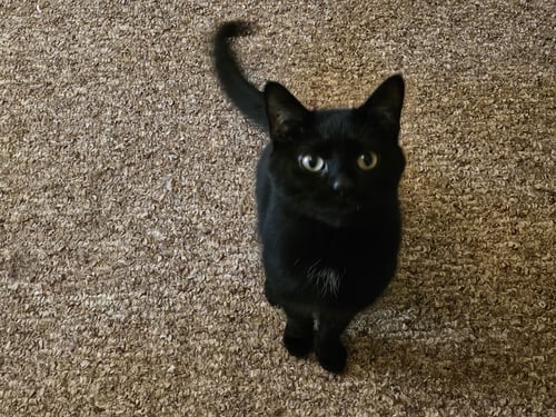 SAMMY:  NOT AT SHELTER (DONNA) - Domestic Short Hair available for adoption