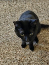 Sammy:  Not at shelter (Donna) - Photo 3