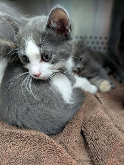 VIRGINIA - AT SHELTER - Domestic Short Hair available for adoption