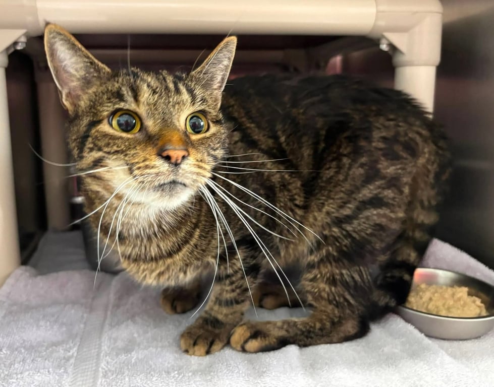 Yoshi: not at the shelter Image