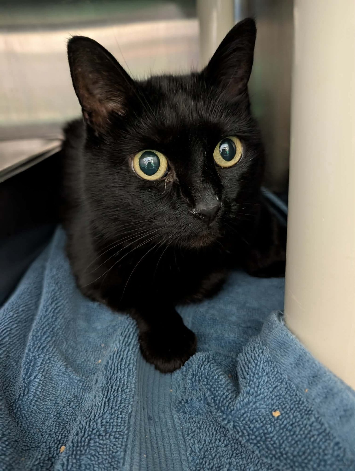 MOONIE: NOT AT SHELTER (KENDRA) - Bobtail / Domestic Short Hair available for adoption