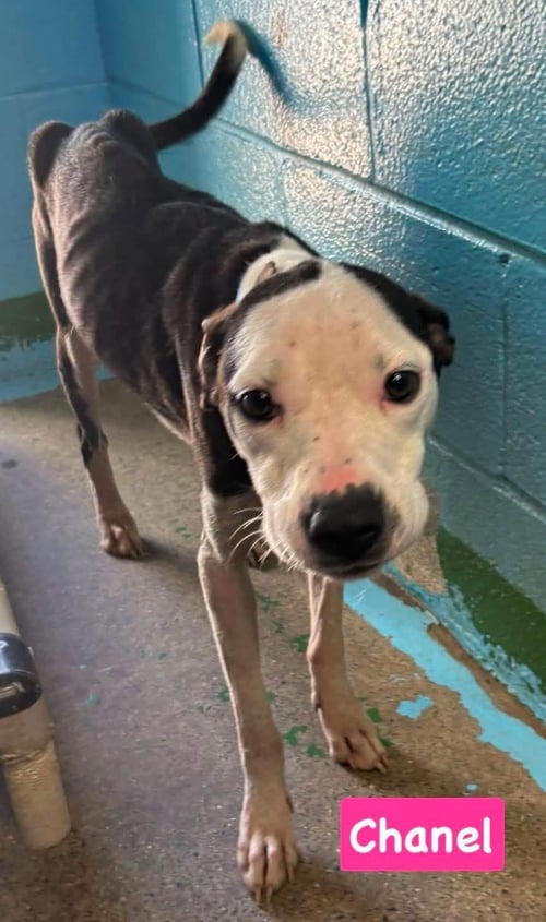 CHANEL - AT SHELTER AVAILABLE 7/20 - Pit Bull Terrier available for adoption