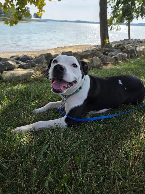 CHANEL - NOT AT SHELTER (HOLLY) - Pit Bull Terrier for adoption in Lynchburg