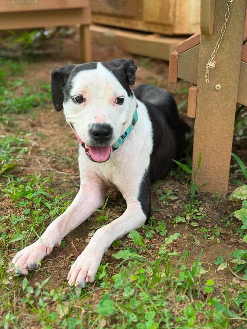 CHANEL - NOT AT SHELTER (HOLLY) - Pit Bull Terrier available for adoption