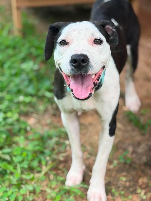 CHANEL - NOT AT SHELTER (HOLLY) - Pit Bull Terrier available for adoption